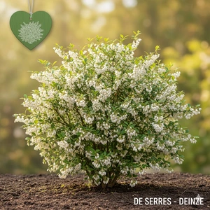 Styrax japonicus 'June Snow' C (175-200)