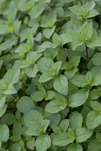mentha suaveolens P9 - afbeelding 5