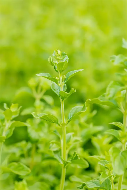 subsp. nepeta - afbeelding 2