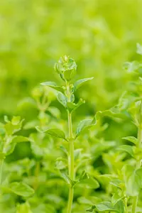 subsp. nepeta - afbeelding 2