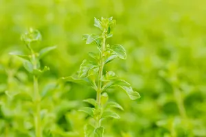subsp. nepeta - afbeelding 1