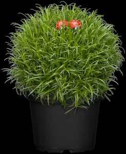 sagina subulata P9 - afbeelding 5