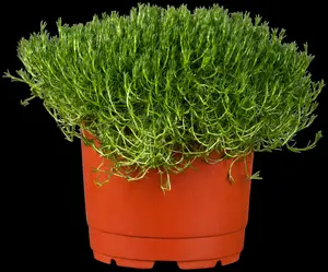 sagina subulata P9 - afbeelding 3