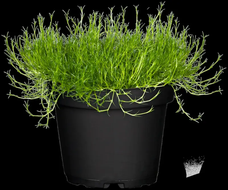 sagina subulata P9 - afbeelding 2