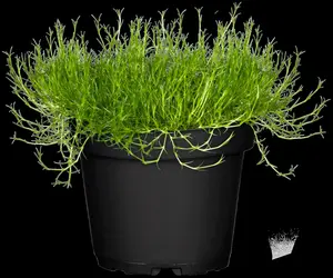 sagina subulata P9 - afbeelding 2