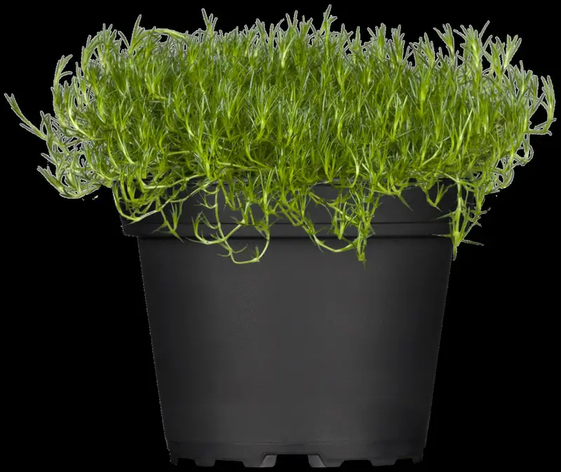 sagina subulata P9 - afbeelding 1