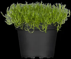 sagina subulata P9 - afbeelding 5
