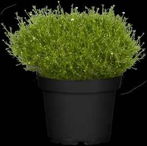 sagina subulata P9 - afbeelding 4