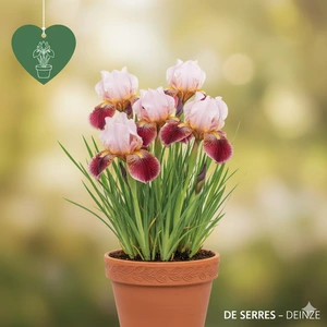 Iris sibirica 'Sugar Rush' P11