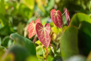epimedium versicolor 'sulphureum' P9 - afbeelding 6
