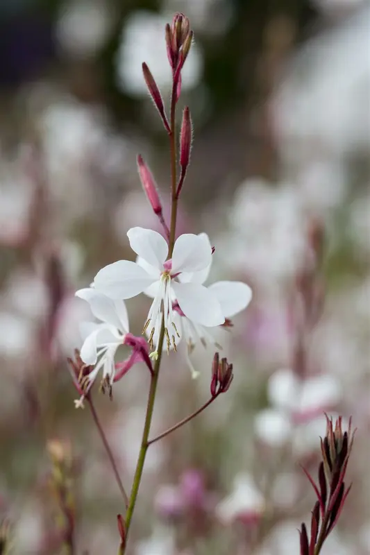 gaura lindh. 'summer breeze'( oenothera lindh.) P9 - afbeelding 1