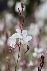 gaura lindh. 'summer breeze'( oenothera lindh.) P9 - afbeelding 2