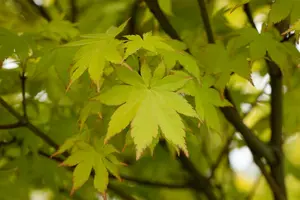 acer palm. 'summer gold' (100-125 cm) - afbeelding 5