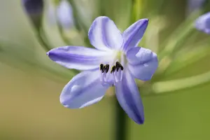 Summer Love® Blue - afbeelding 4