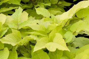 aralia cordata 'sun king' P9 - afbeelding 2