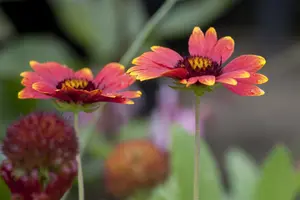 Sunburst Burgundy - afbeelding 2