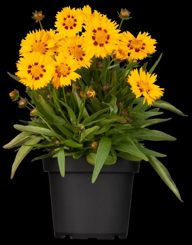coreopsis grand. 'sunfire' P9 - afbeelding 1
