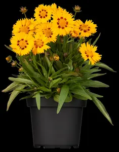 coreopsis grand. 'sunfire' P9 - afbeelding 2