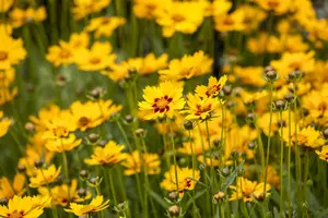coreopsis grand. 'sunfire' P9 - afbeelding 2