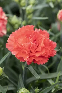 Sunflor® 'Charmy' - afbeelding 6
