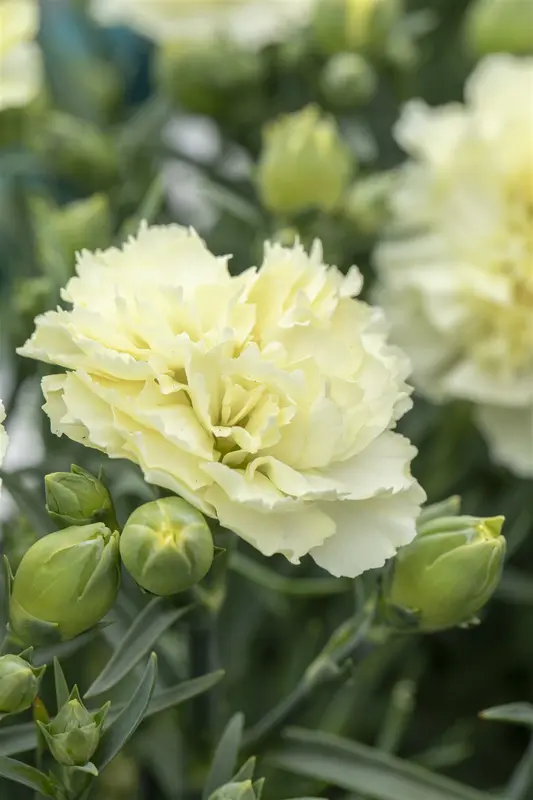 Sunflor® 'Charmy' - afbeelding 1
