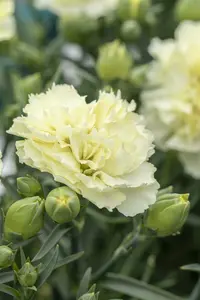 Sunflor® 'Charmy' - afbeelding 1