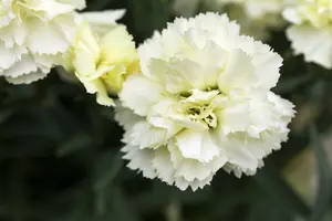 Sunflor® 'Charmy' - afbeelding 2