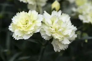 Sunflor® 'Charmy' - afbeelding 3