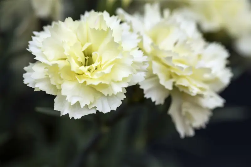 Sunflor® 'Charmy' - afbeelding 4