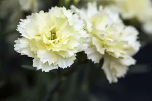 Sunflor® 'Charmy' - afbeelding 4