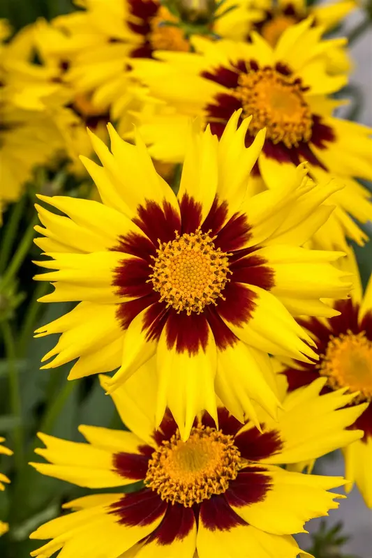 coreopsis grand. 'sunkiss' P9