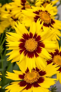 coreopsis grand. 'sunkiss' P9