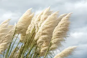 cortaderia sell. 'sunningdale silver' P9