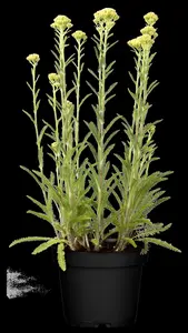 achillea mil. 'sunny seduction' P9 - afbeelding 2