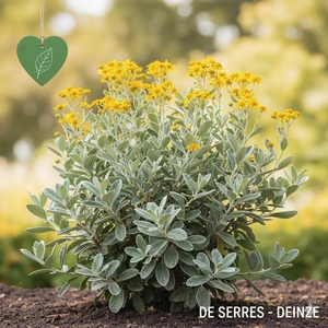 Brachyglottis greyi 'Sunshine' C (20- 30)