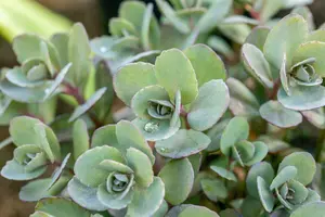 sedum hybr. 'dazzleberry' P9 - afbeelding 4