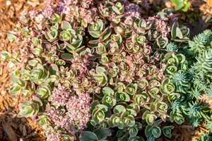 sedum hybr. 'sunsparkler lime zinger'® P9 - afbeelding 2