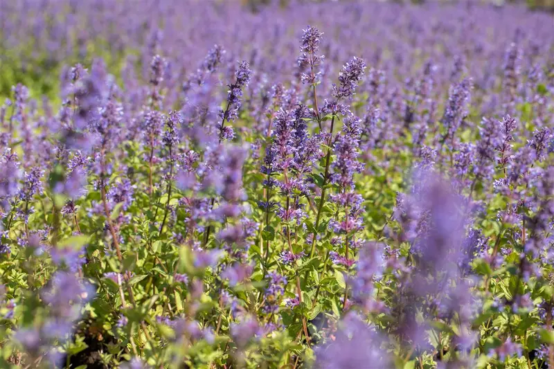 nepeta racemosa 'superba' P9 - afbeelding 1