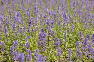 nepeta racemosa 'superba' P9 - afbeelding 2