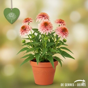 Echinacea purpurea 'Supreme Cantaloupe'