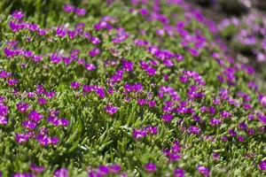 sutherlandii - afbeelding 1