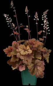heucherella hybr. 'sweet tea'® P9 - afbeelding 2
