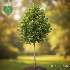 Sycoparrotia semidecidua 14/16 C (HO)