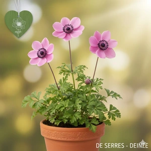 Anemone coronaria 'Sylphide'