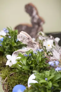 myosotis sylvatica P9 - afbeelding 5
