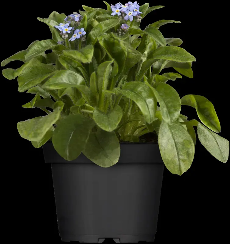 myosotis sylvatica P9 - afbeelding 1