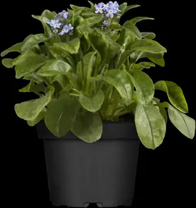 myosotis sylvatica P9 - afbeelding 5