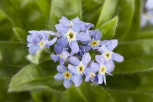 myosotis sylvatica P9 - afbeelding 2