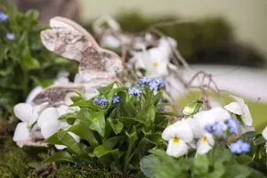 myosotis sylvatica P9 - afbeelding 4