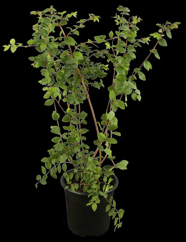 symphoricarpos albus (40- 60cm) - afbeelding 1